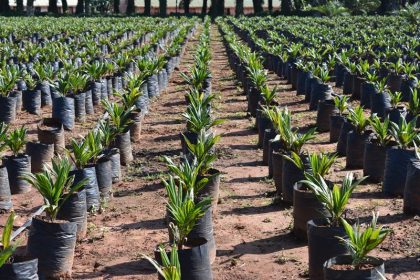 After success in Kalangala, Uganda bids to spread oil-palm growing ...